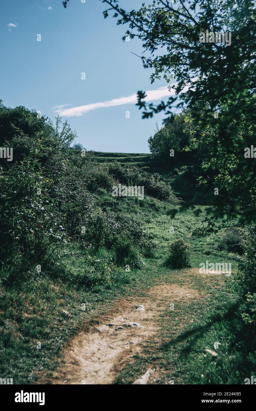 paesaggio verde con molti alberi e cespugli da qualche parte in catalogna, spagna Foto Stock