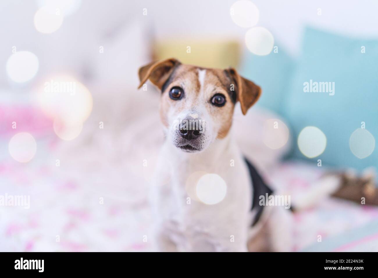 Carino cane guardando la macchina fotografica, ritratto di Jack russell terrier in camera da letto color pastello interno con bokeh, messa a fuoco morbida Foto Stock