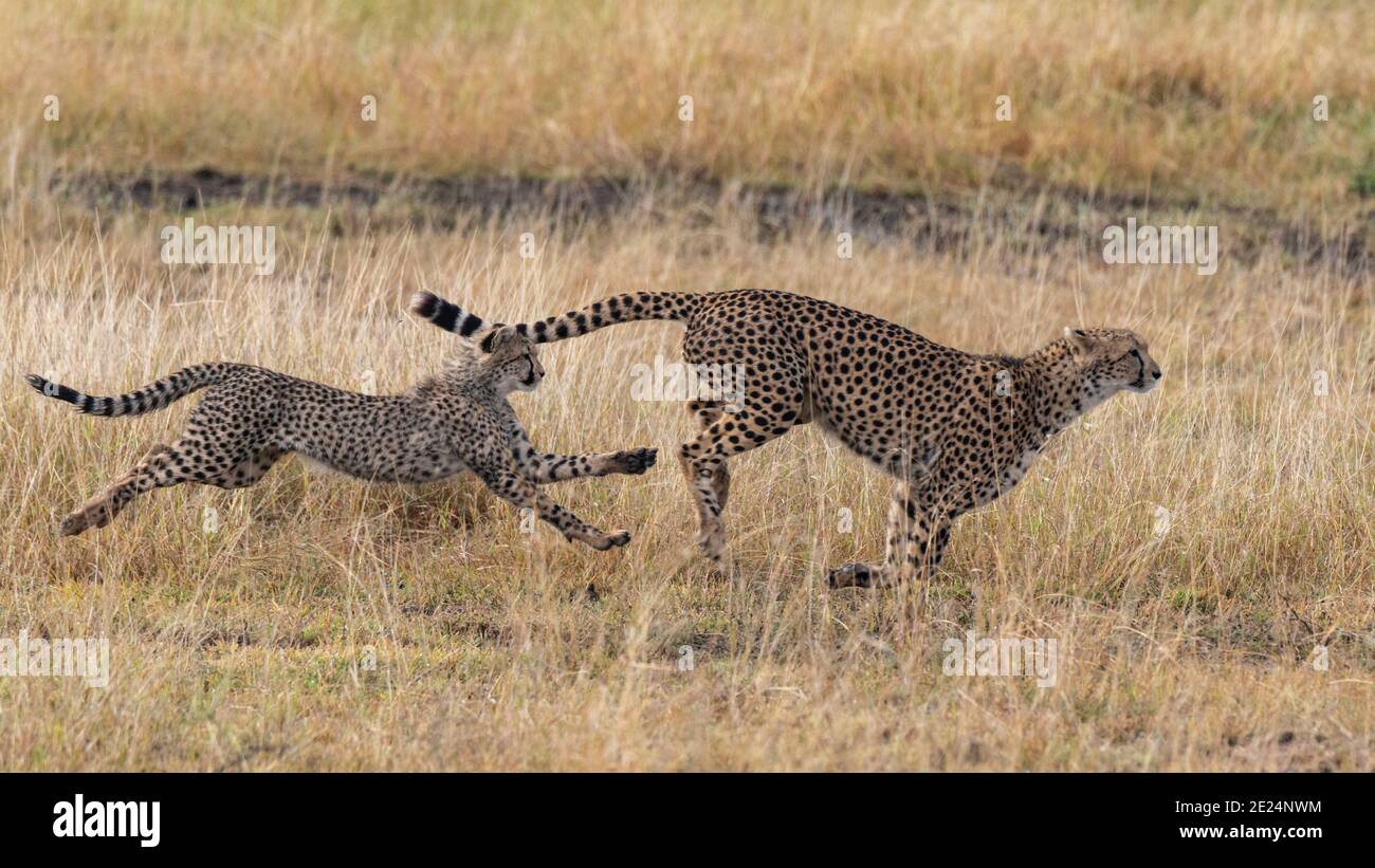 Ghepardo e il suo cucciolo che corrono nel cespuglio, Kenya Foto Stock