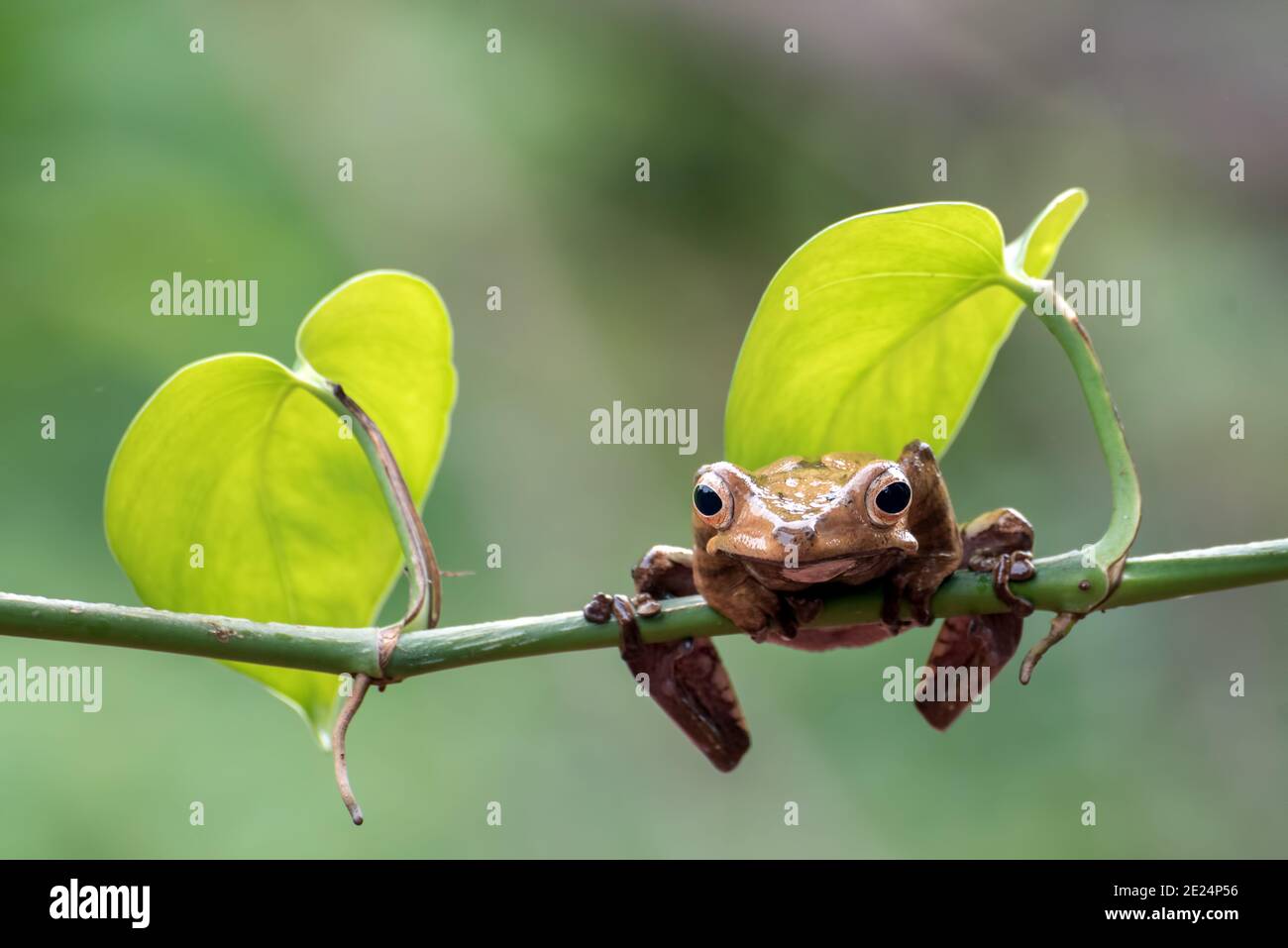 Borneo arava rana su un ramo, Indonesia Foto Stock