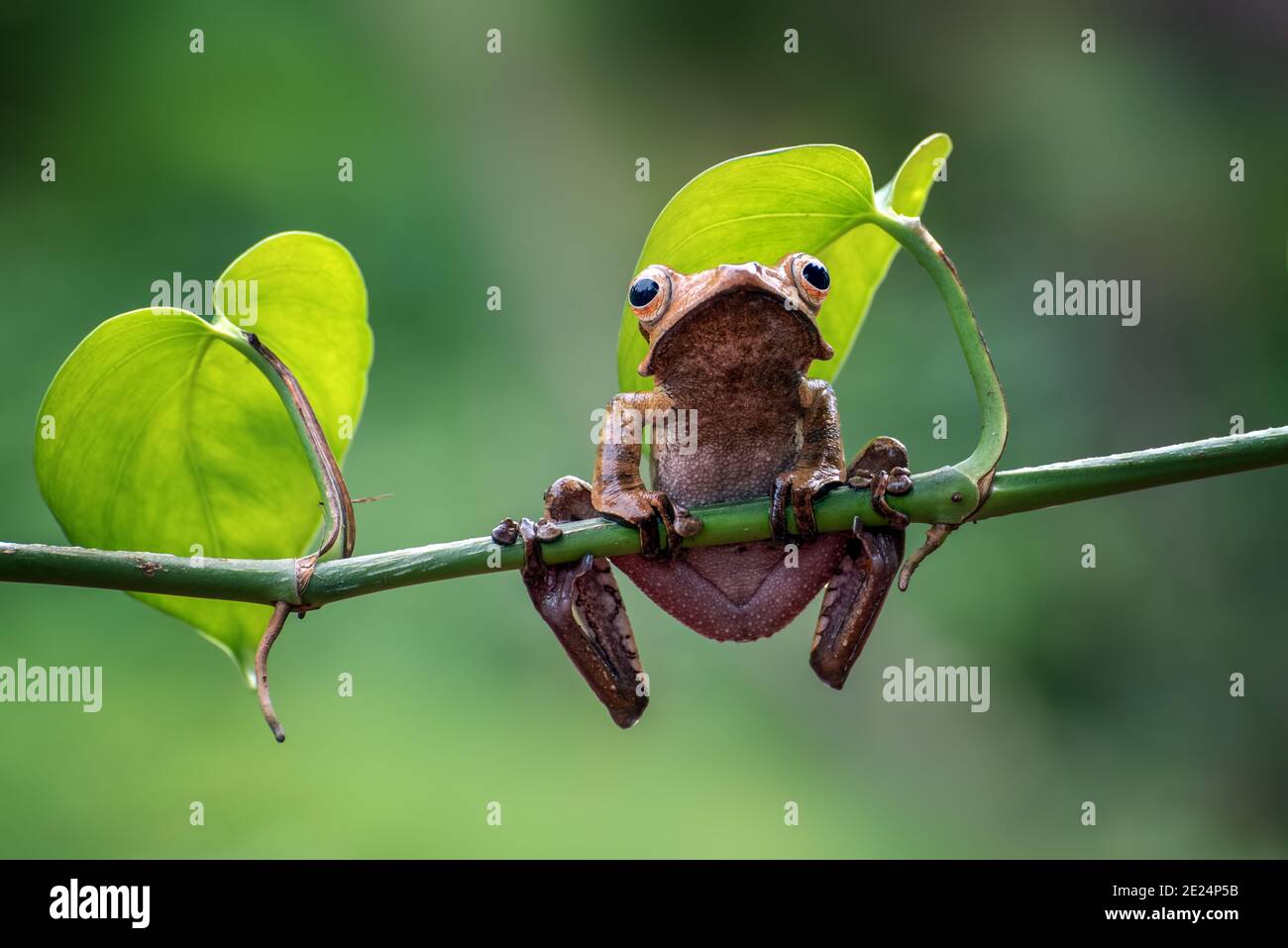 Borneo arava rana su un ramo, Indonesia Foto Stock