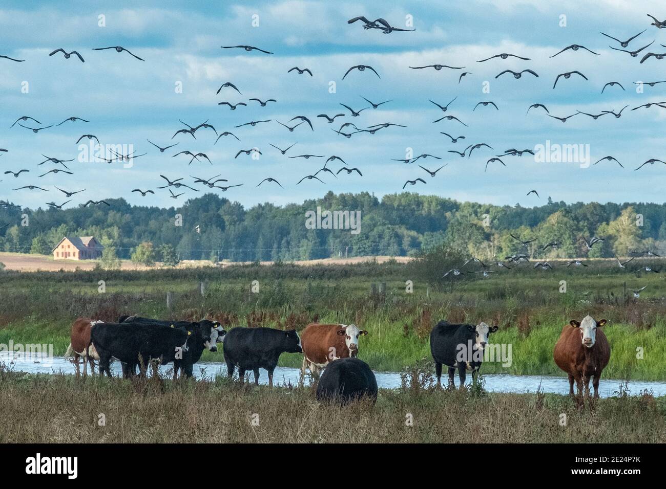 Mucche che pascolano al fiume Foto Stock