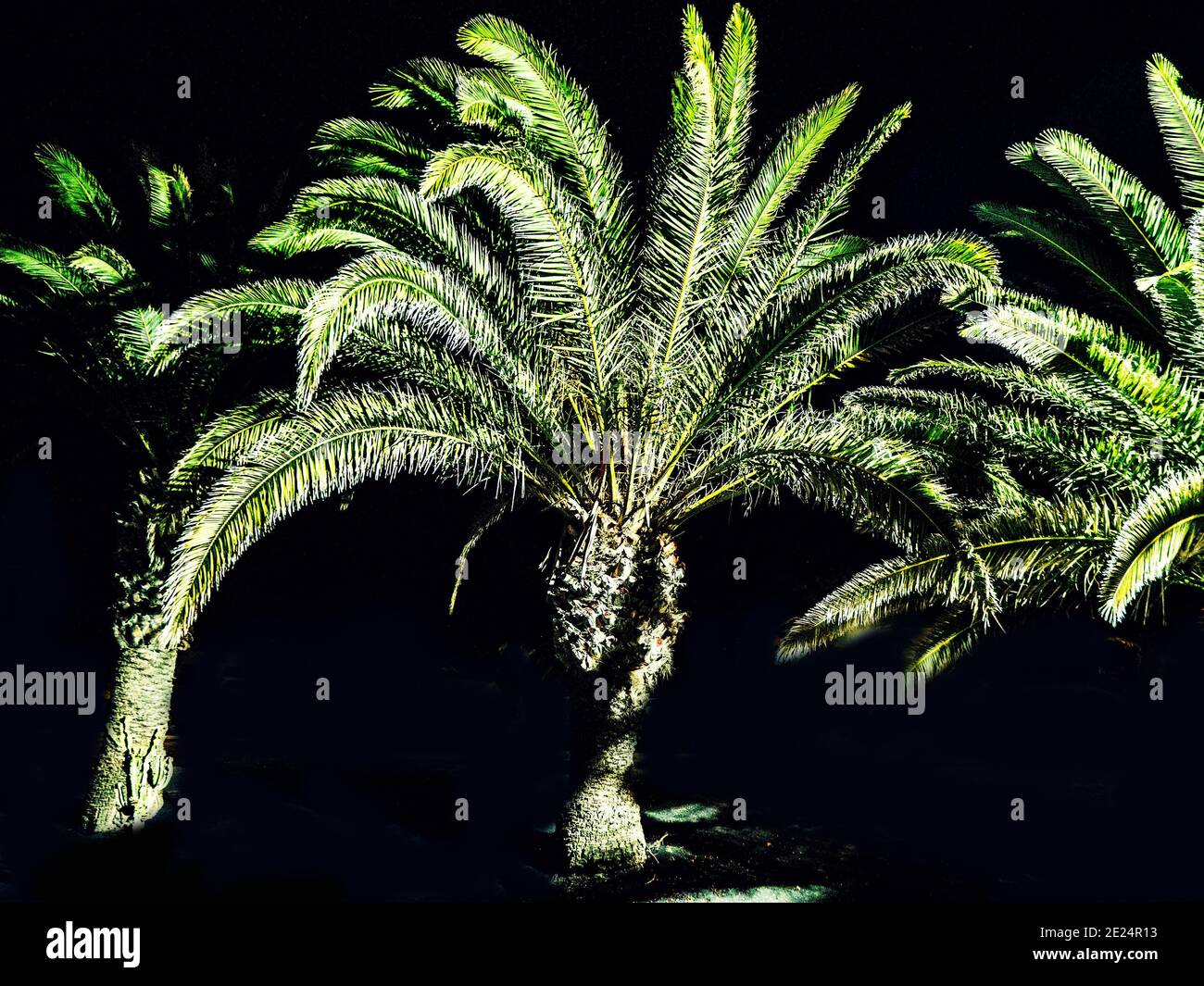 Palme illuminate di notte, Lanzarote, Isole Canarie, Spagna Foto Stock