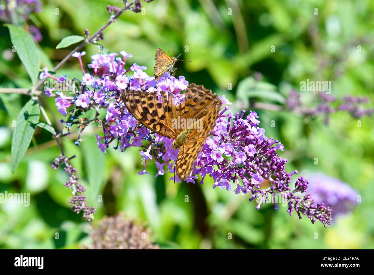 Piccola madre-della-perla-farfalla su pianta lilla Foto Stock