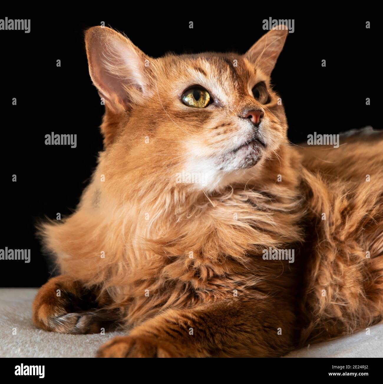 Il gatto somalo è una bella razza di gatto che è descritto come una volpe  in miniatura Foto stock - Alamy
