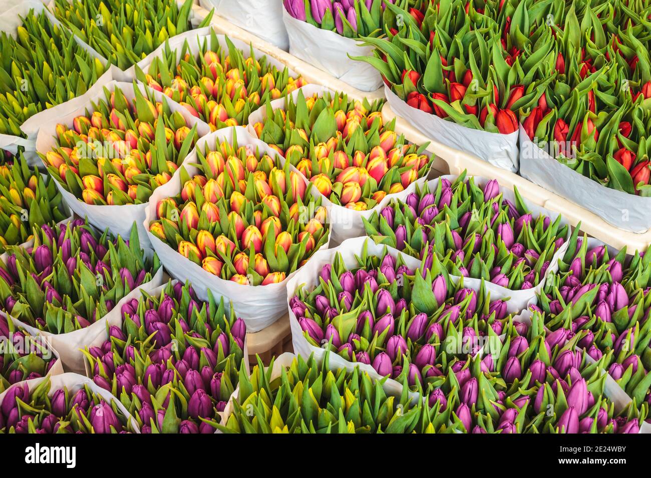 Assortimento di bouquet di tulipani colorati in un negozio di fiori Foto Stock