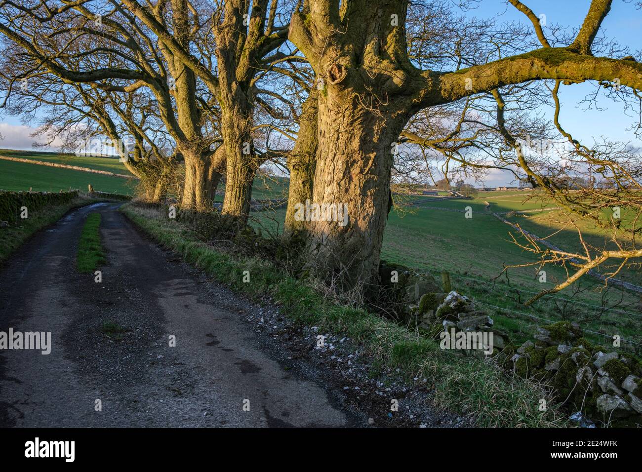 Sycamores nel tardo pomeriggio sole invernale, Gag Lane, vicino a Thorpe, Peak District National Park, Derbyshire Foto Stock