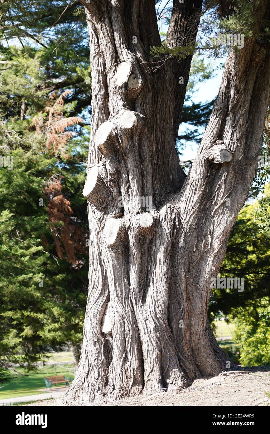 cura per vecchio abeti scultorei Foto Stock