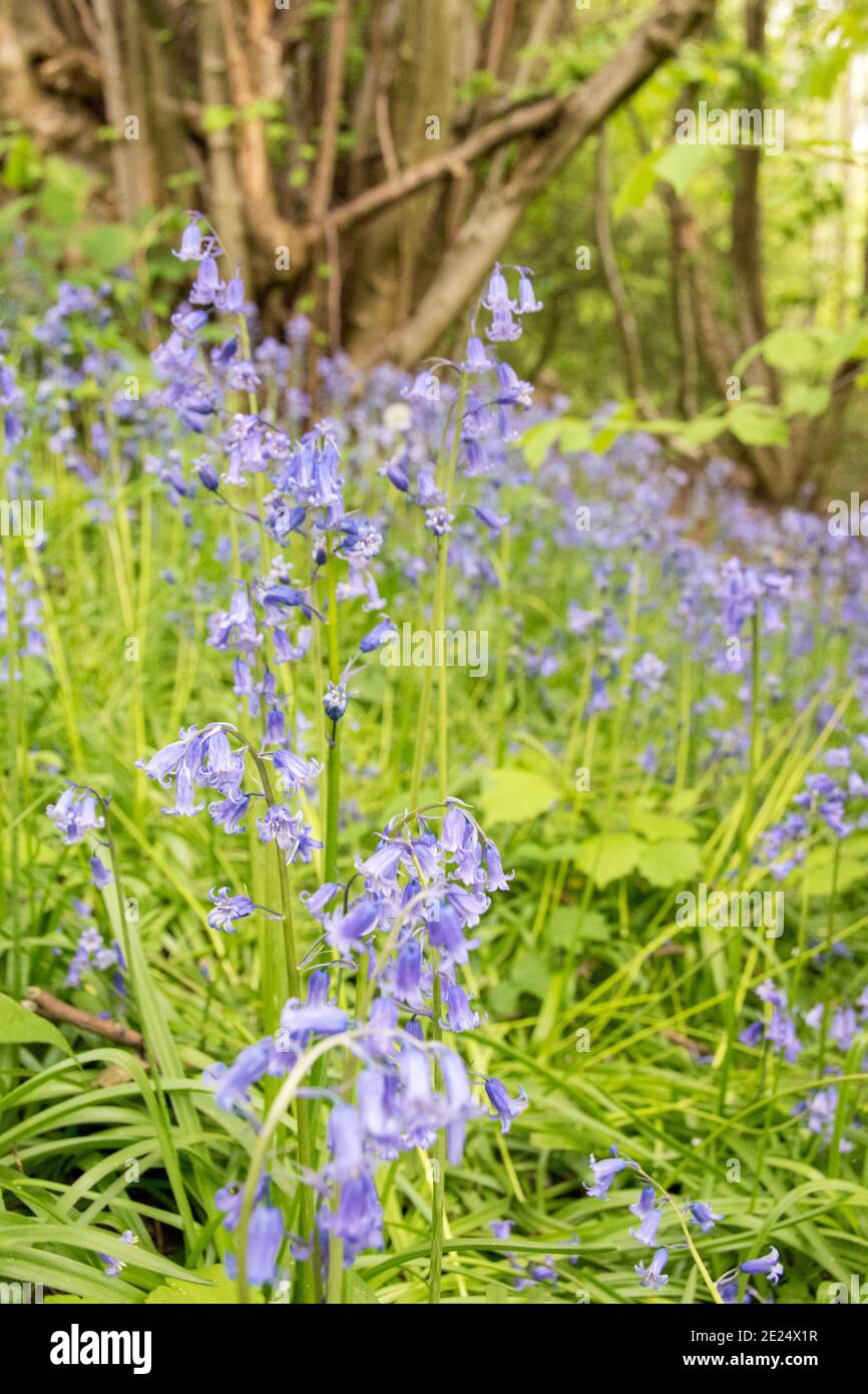 Delicati fiori di bluebell che crescono sul pavimento della foresta in primavera a Car Brook Ravine, Sheffield, Regno Unito Foto Stock