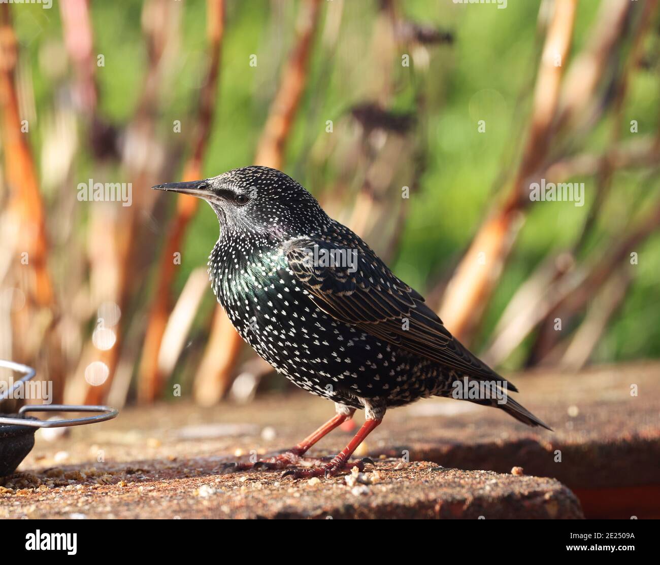 Starling comune, Sturnus vulgaris vulgaris, su un muro, inverno, 2021 Foto Stock