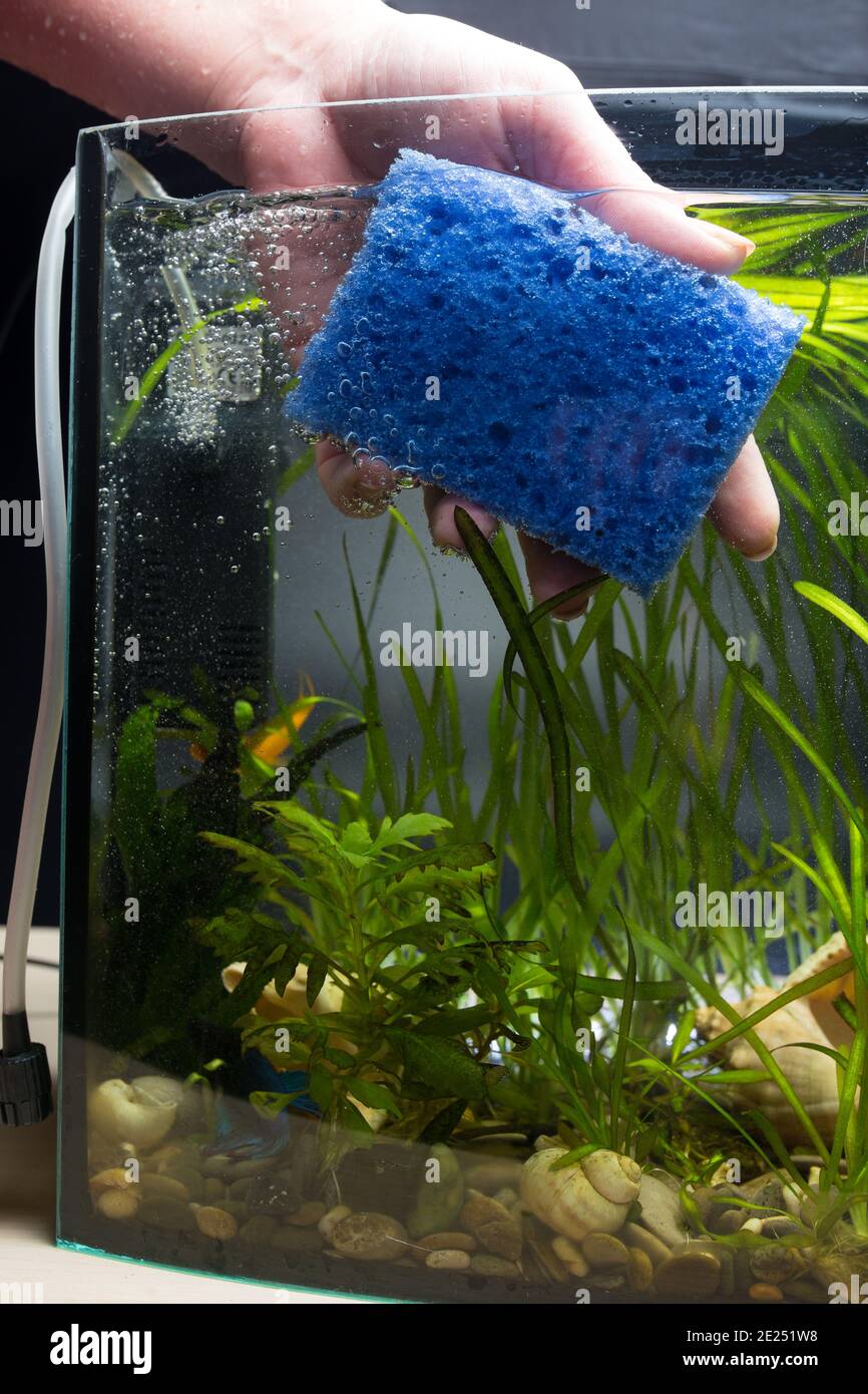 Mano con spugna blu per la pulizia della parete in vetro dell'acquario sul  lato Foto stock - Alamy