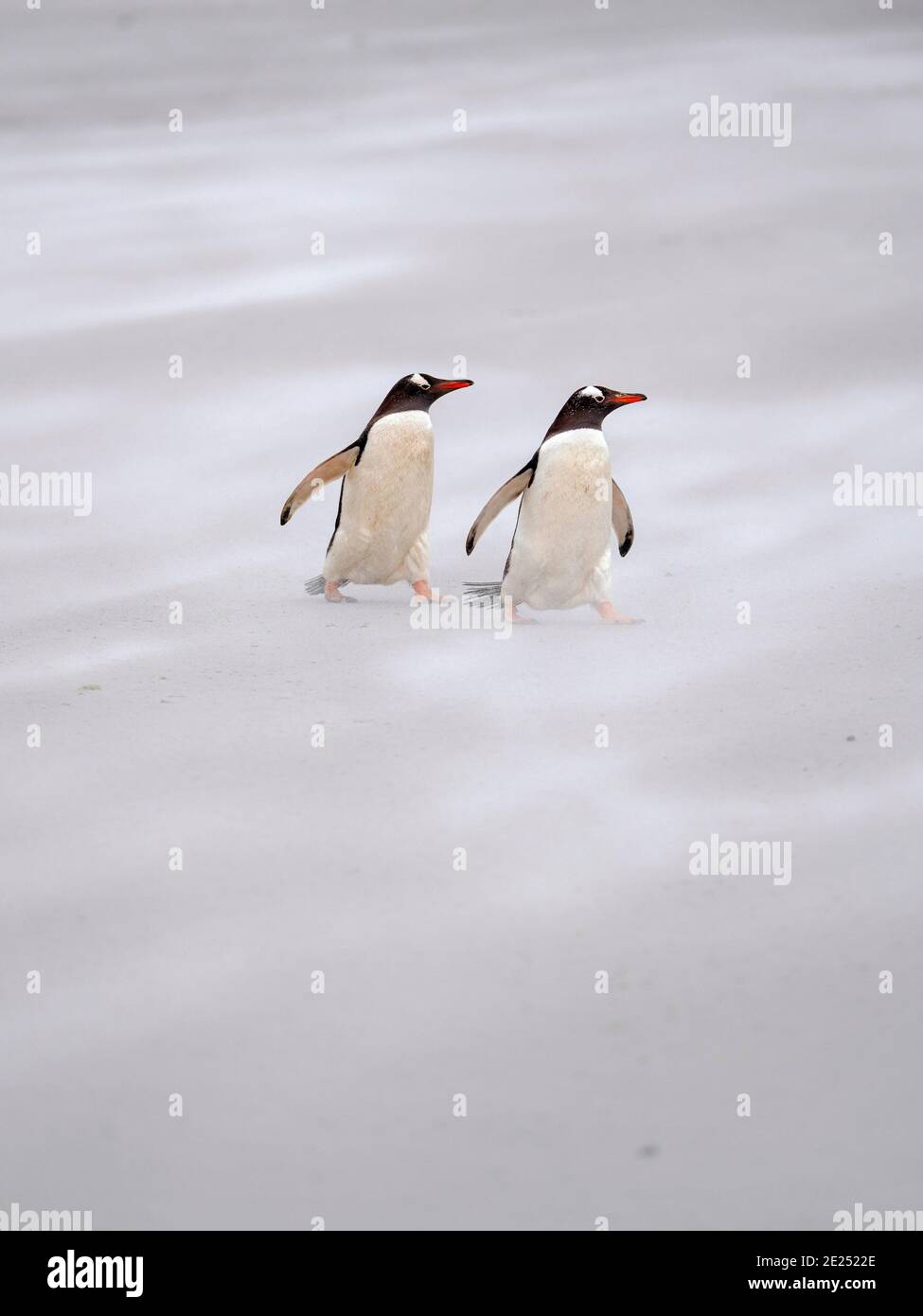 Gentoo Penguin (Pigoscelis papua) su una spiaggia sabbiosa nelle Isole Falkland. Sud America, Falkland, gennaio Foto Stock