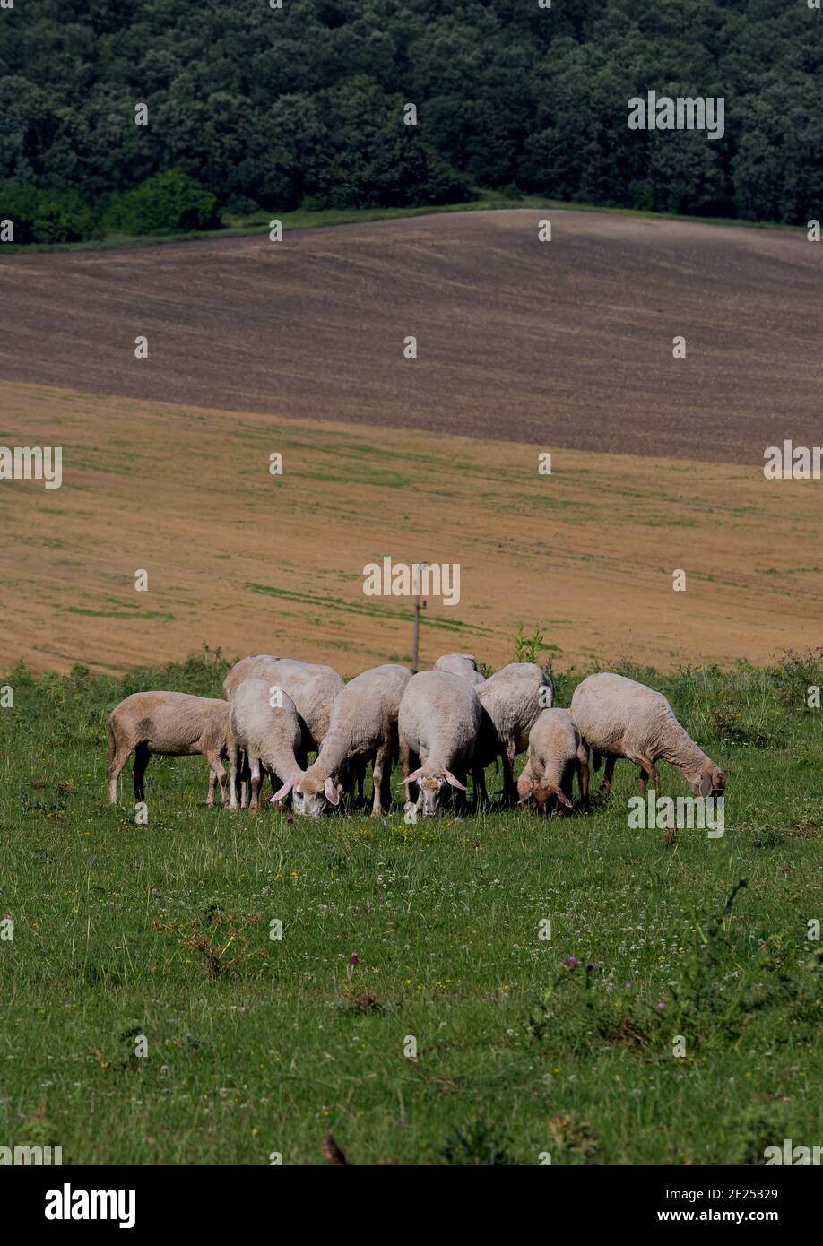Allevamento ovino in una piccola fattoria Foto Stock