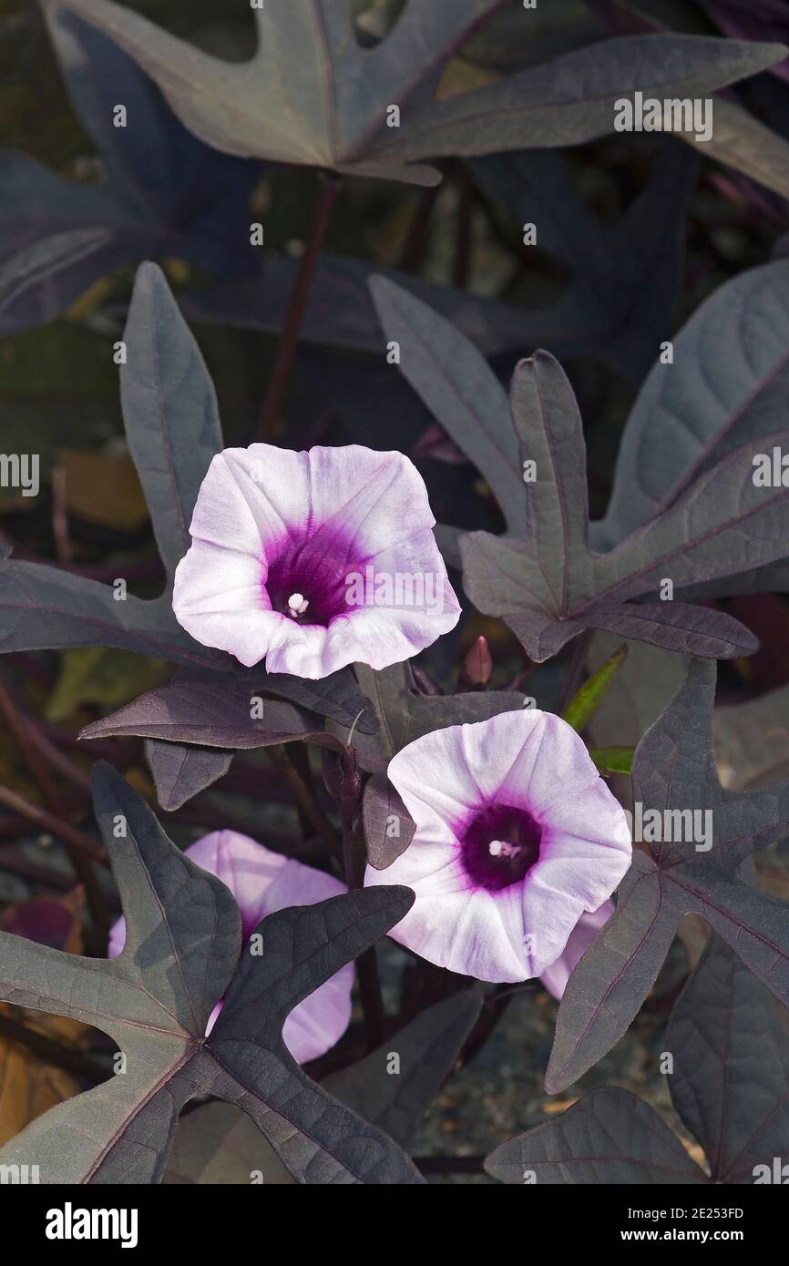 Uva di patate dolci Blackie (Ipomoea battatas 'Blackie') Foto Stock