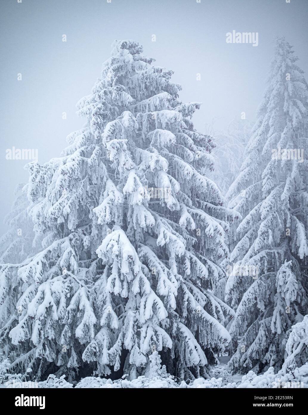 Una foresta coperta di nevicate fresche e surgelate nelle nebbie invernali. Gli alberi si piegano sotto il peso della neve fresca congelata in inverno profondo. Foto Stock