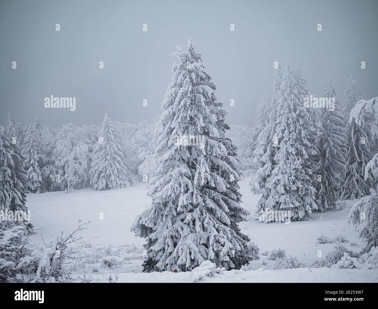 Una foresta coperta di nevicate fresche e surgelate nelle nebbie invernali. Gli alberi si piegano sotto il peso della neve fresca congelata in inverno profondo. Foto Stock