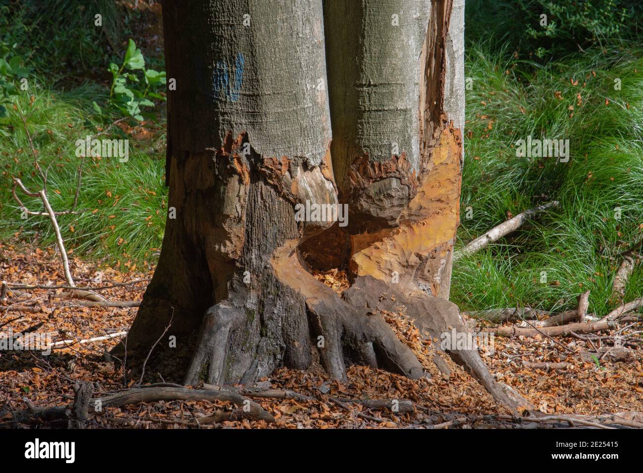 Arbres rongés par des castors Foto Stock