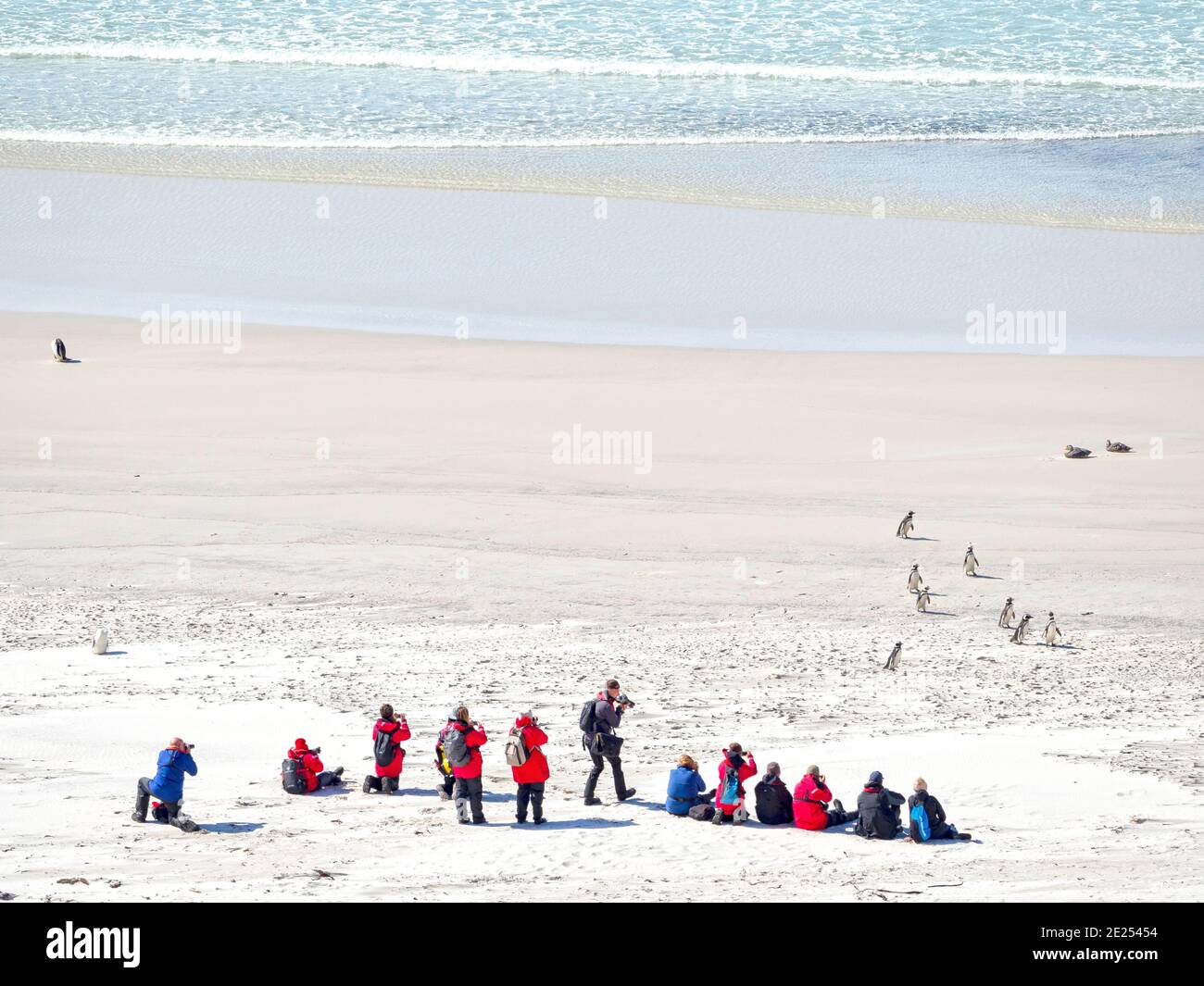 Un gruppo di passeggeri di navi da crociera sulla spiaggia sabbiosa che guarda alcuni pinguini. Sud America, Isole Falkland, gennaio Foto Stock