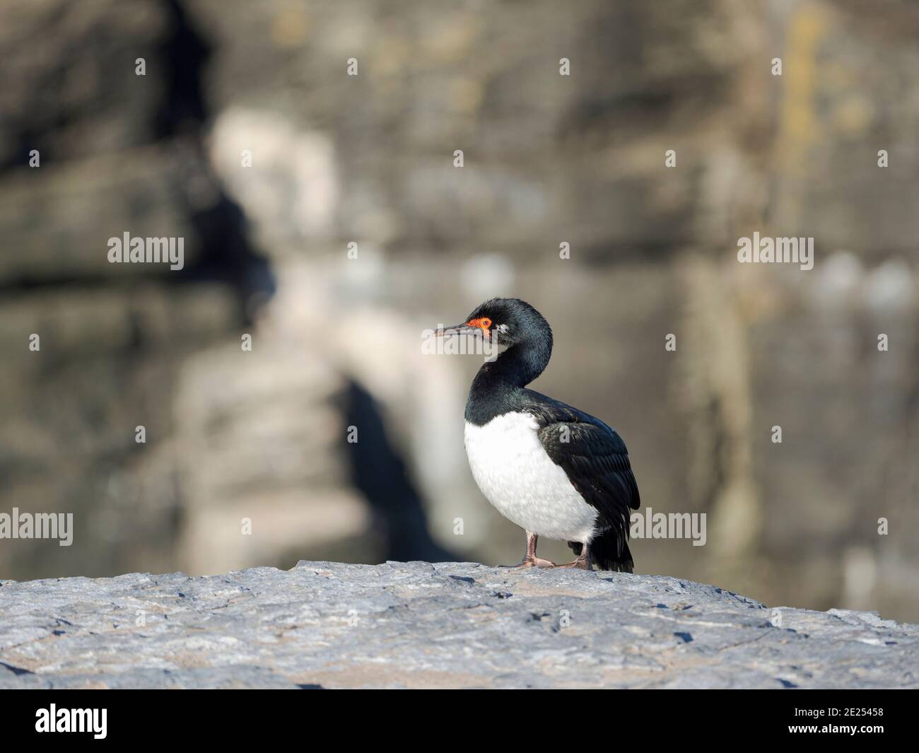 Rock Shag o cormorano Magellanico (Phalacrocorax magellanicus) sull'isola di Bleaker. Sud America, Isole Falkland, gennaio Foto Stock