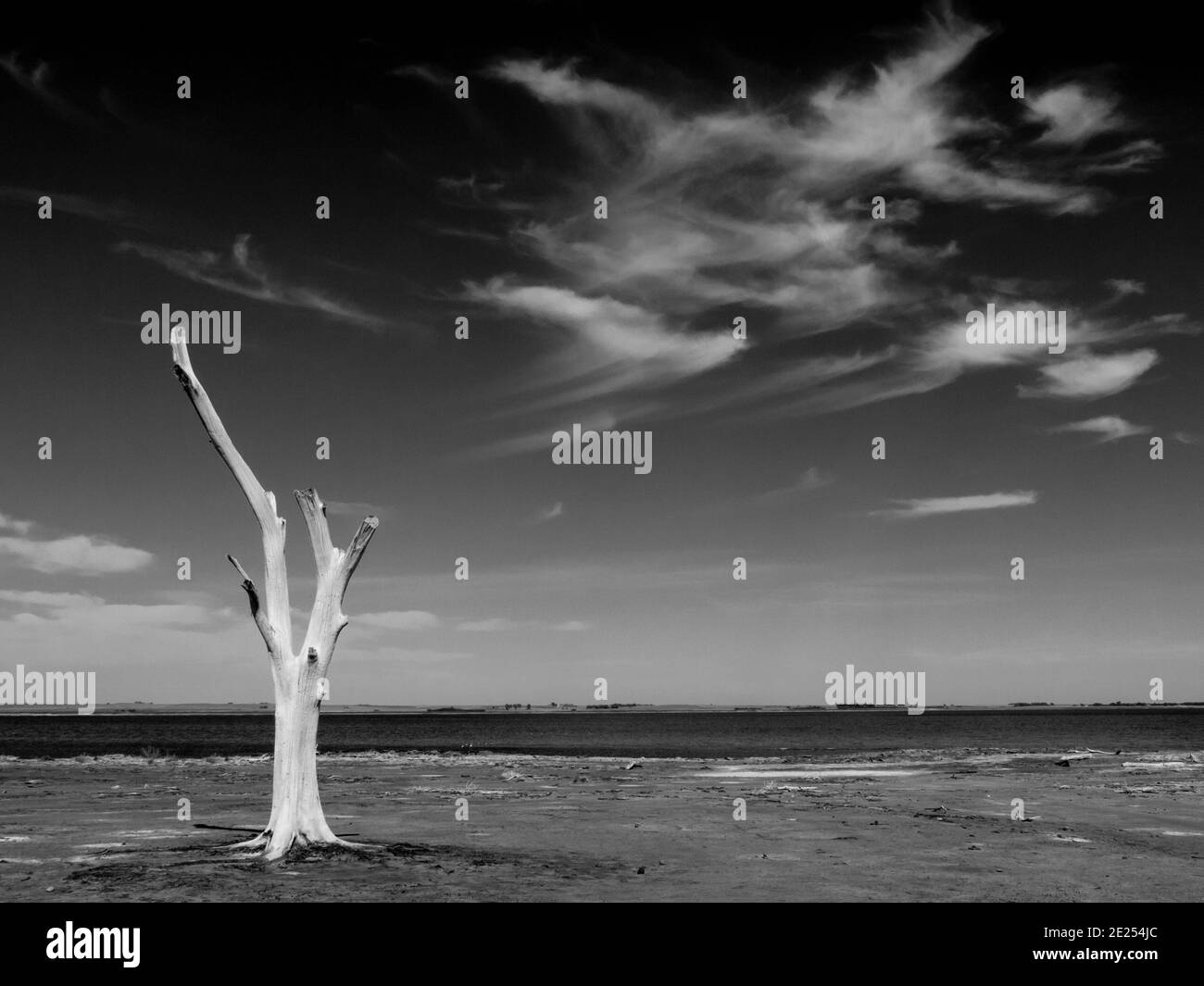 Albero morto nel lago Foto Stock