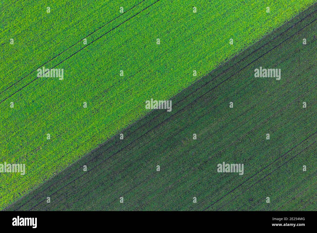 Előszállás, Ungheria - Vista aerea del campo coltivato di grano in anticipo in campagna, concetto di fattoria, struttura agricola. Foto Stock