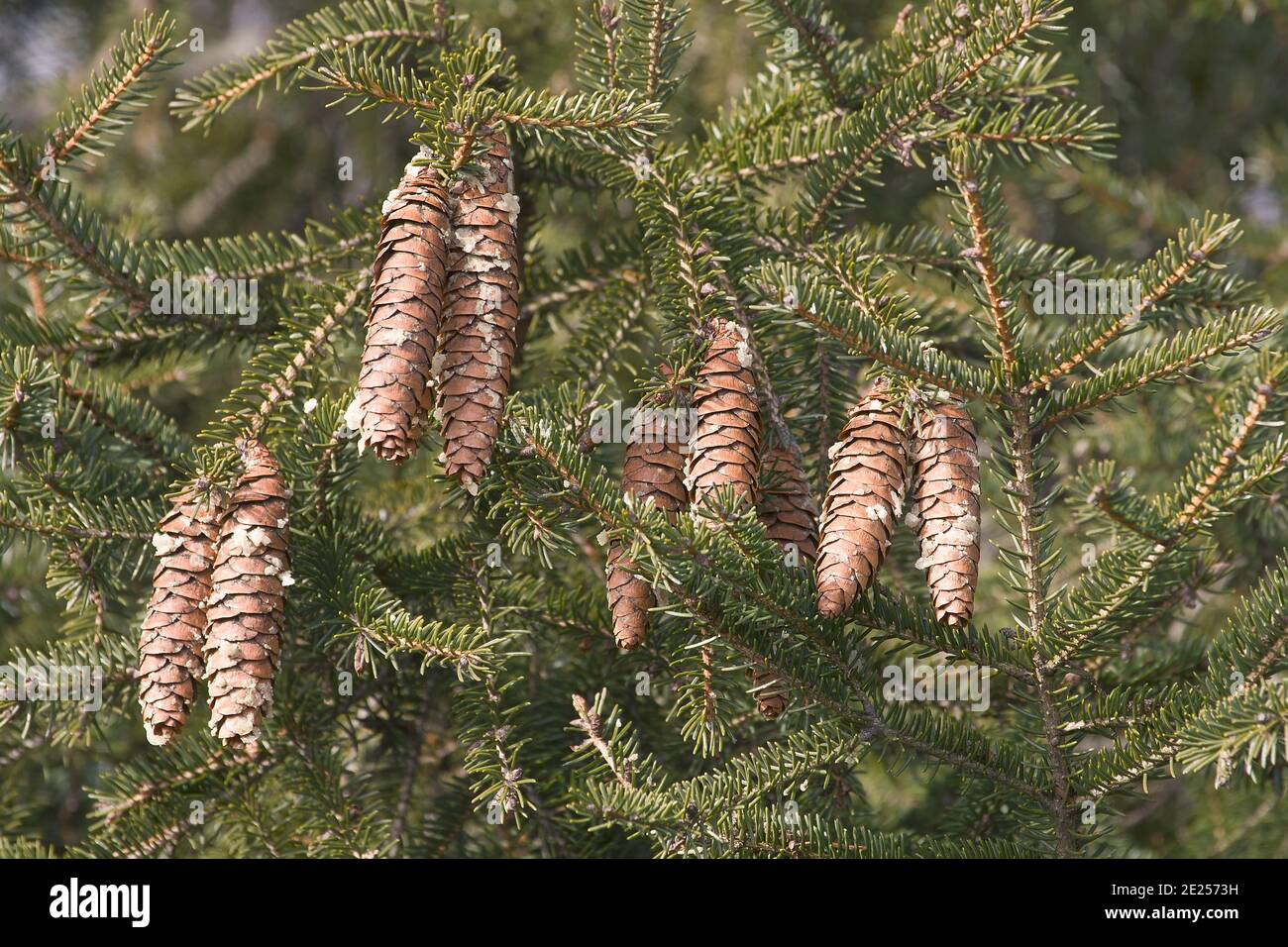 Abete rosso cespuglio giapponese (Picea maximowiczii). Chiamato anche abete di Maximowicz Foto Stock