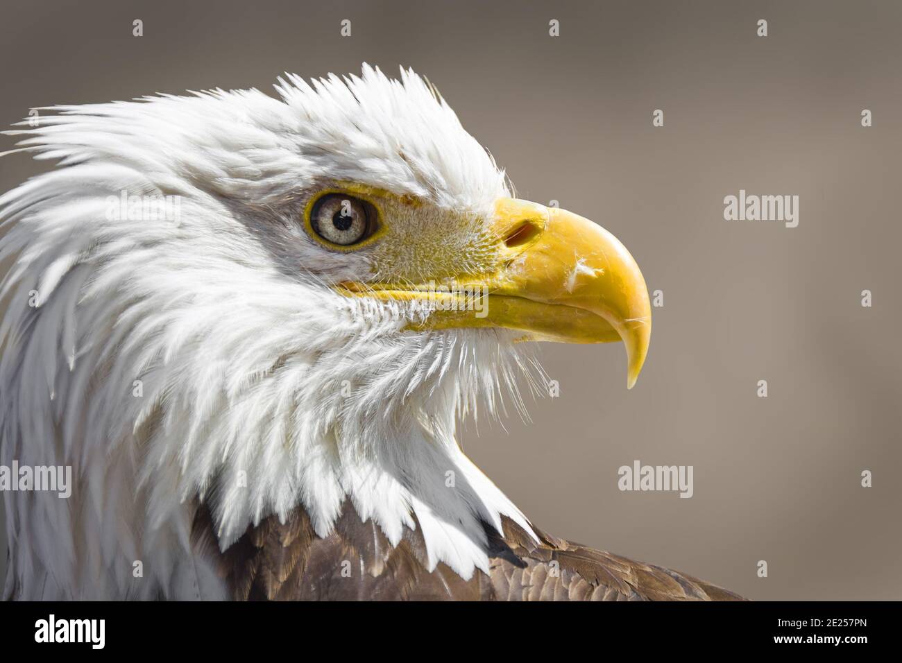 Ritratto di un'aquila calva americana Foto Stock