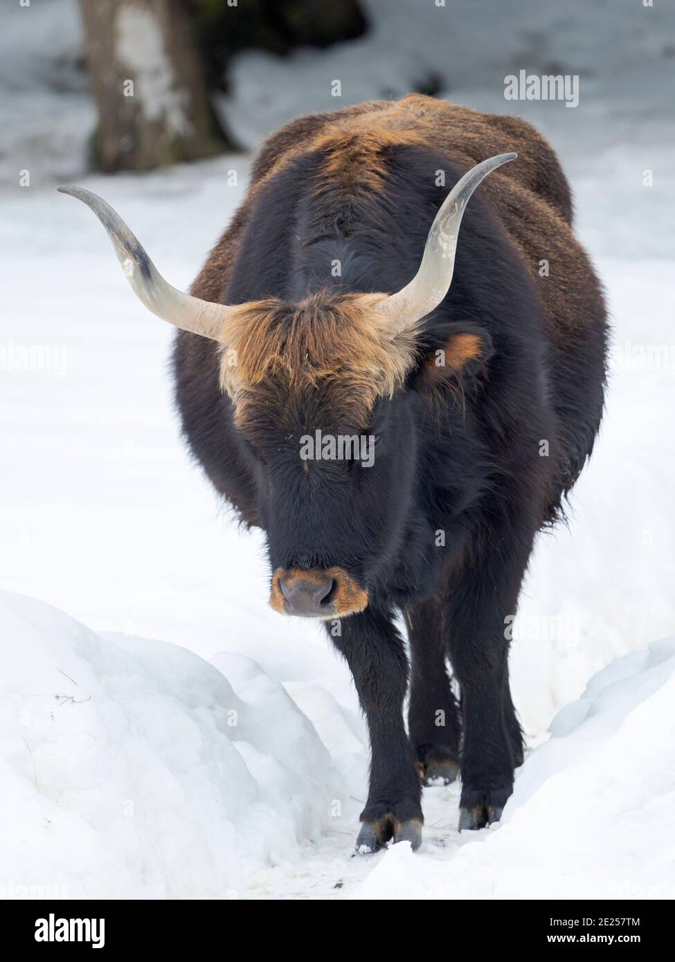 Il bestiame da collo (Bos primigenius taurus), un tentativo di allevare gli Aurochs estinti da bovini domestici. Inverno nella foresta bavarese del Parco Nazionale ( Foto Stock