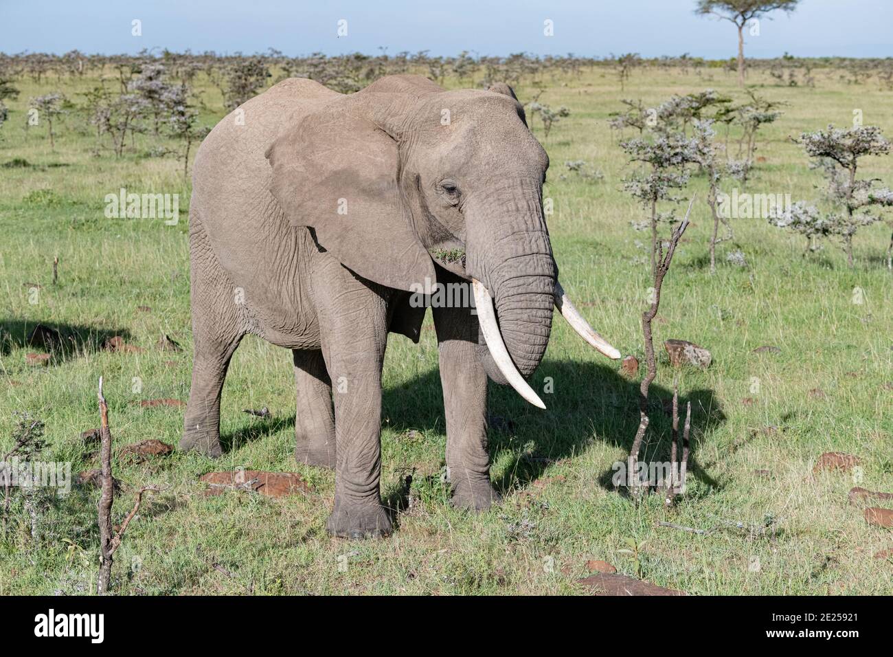 Grande Elefante Africano con le zanne che pascolano nella savana Foto Stock