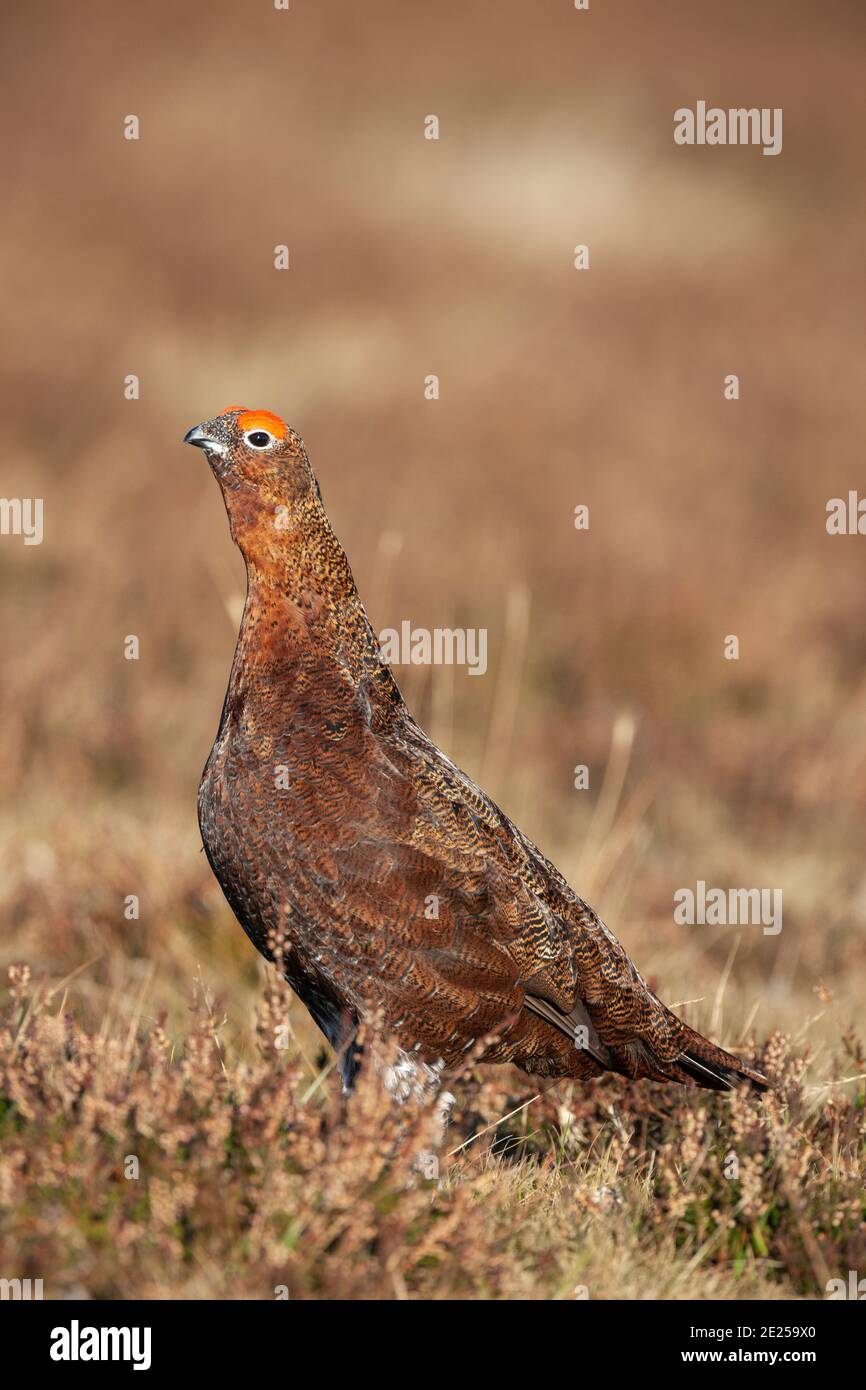 Red Grouse (Lagopus lagopus), Weardale, North Pennines AONB, County Durham, Regno Unito Foto Stock