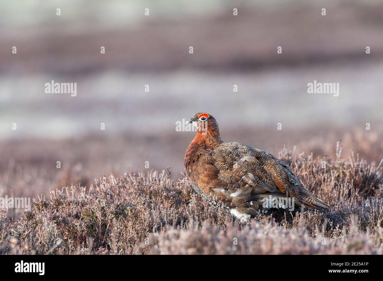 Red Grouse (Lagopus lagopus), Weardale, North Pennines AONB, County Durham, Regno Unito Foto Stock