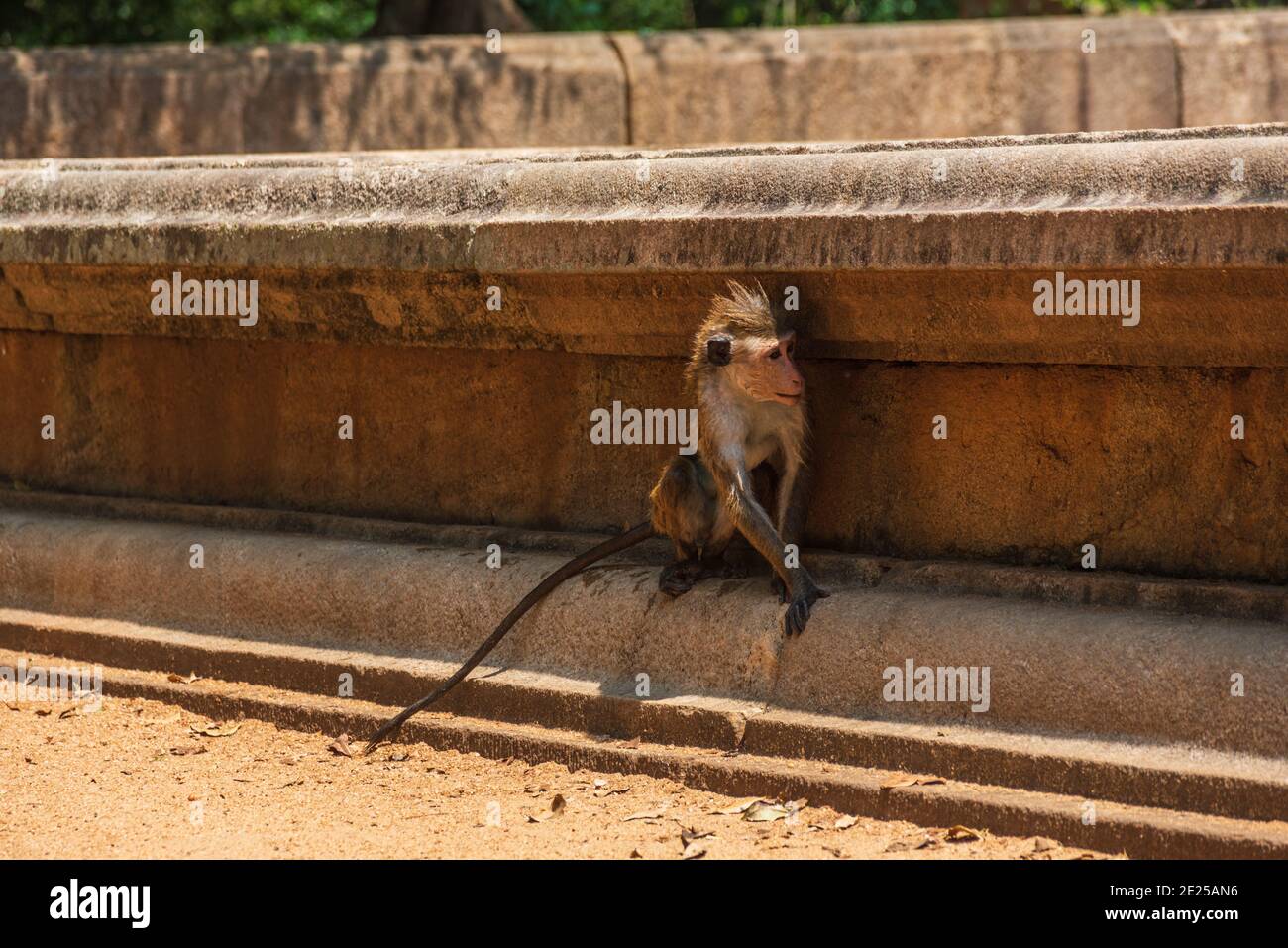 Scimmia macaque, Macaca sinica, Sri Lanka. Seduto all'ombra di vecchie mura di pietra Foto Stock