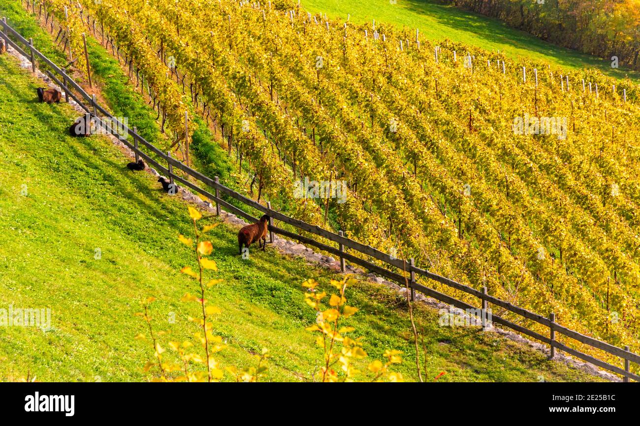 Vista autunnale della valle dell'Eisack in Alto Adige - Eisacktal - Italia settentrionale - Europa. Fotografia di paesaggio Foto Stock