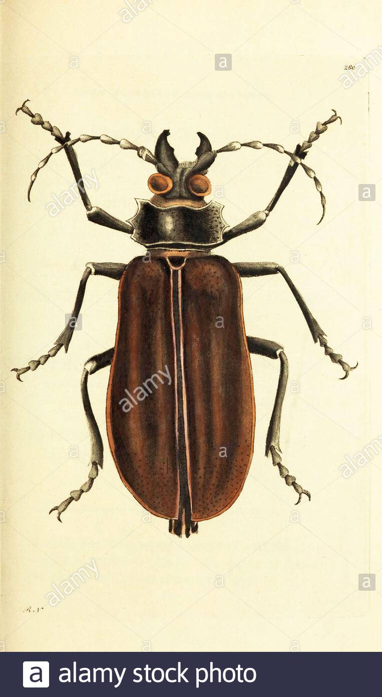 Titan Beetle (TITANUS giganteus), illustrazione d'annata pubblicata nella Miscellanea del naturalista dal 1789 Foto Stock