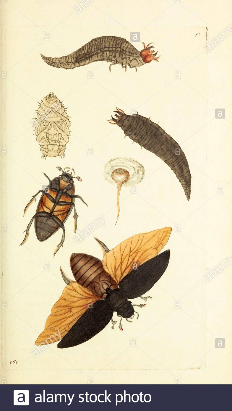 Grande scarabeo d'acqua (Dytiscio piceus), illustrazione d'annata pubblicata nella Miscellanea del Naturalista dal 1789 Foto Stock