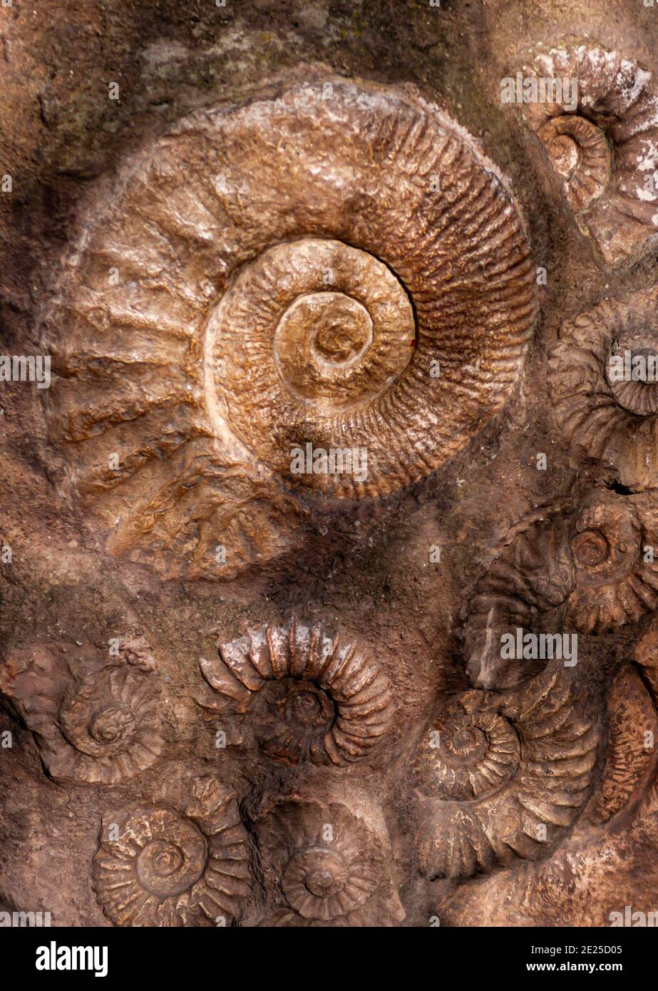 Primo piano di fossili di ammonite sulla superficie della pietra Foto Stock