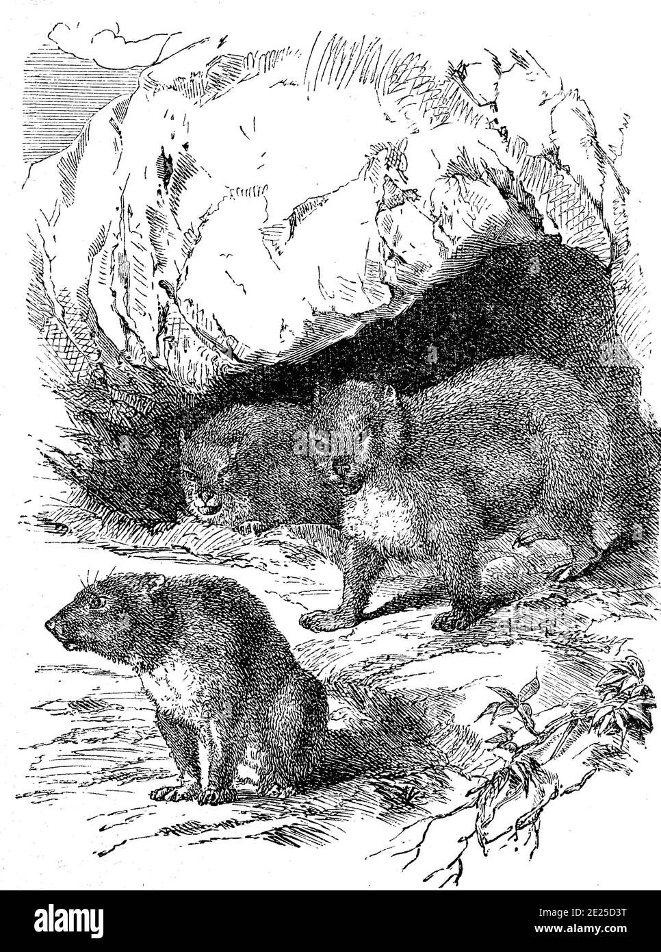 Roccia hyrax, Procavia capensis, anche Capo hyrax, coniglio di roccia, illustrazione dal 1880 / Klippschliefer, Procavia capensis, auch Wüstenschliefer oder Klippdachs, Illustrazione aus 1880, Historisch, storico, digitale riproduzione migliorata di un originale del 19 ° secolo / digitale Reproduktion einer Originalvorlage aus dem 19. Jahrhundert, Foto Stock