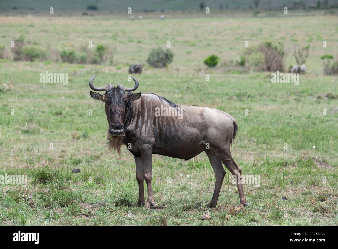 Africa, Kenya, Serengeti Settentrionali, Maasai Mara. wildebeest, dal becco bianco, aka gnu (WILD: Connochaetes taurinus albojubatus). Foto Stock