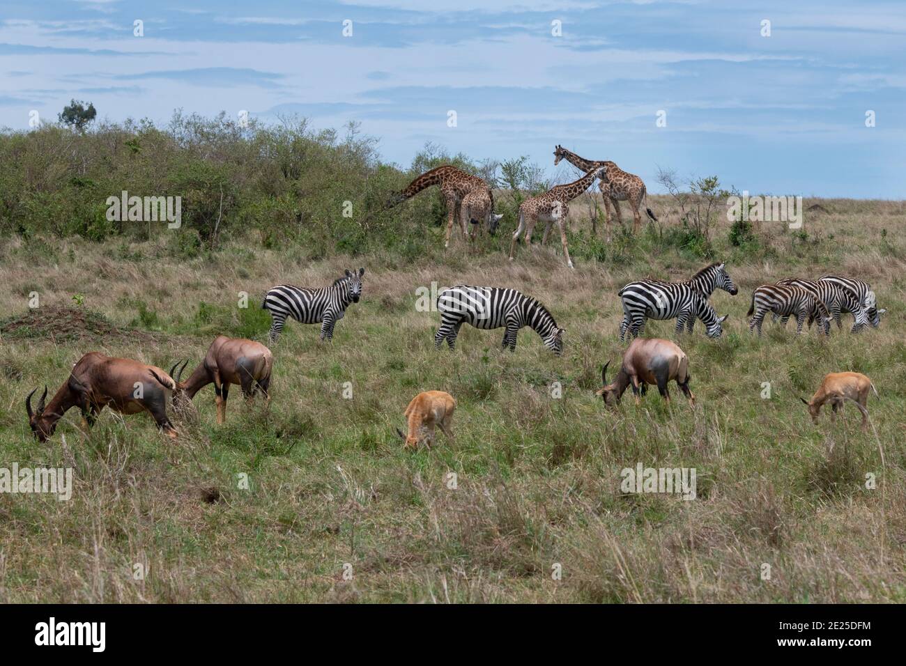 Africa, Kenya, Serengeti Plains, Maasai Mara. Pianure zebra aka comune o zebra di Burchell (SELVATICA: Equus burchellii) Masai giraffe Foto Stock