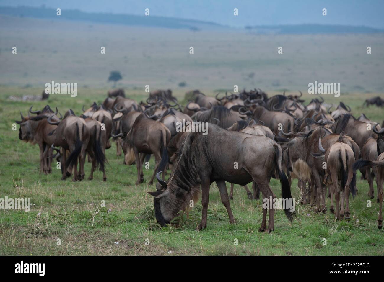 Africa, Tanzania, Serengeti Plains. wildebeest (SELVATICA: Connochaetes taurinus albojubatus) in tipico habitat di prateria. Foto Stock