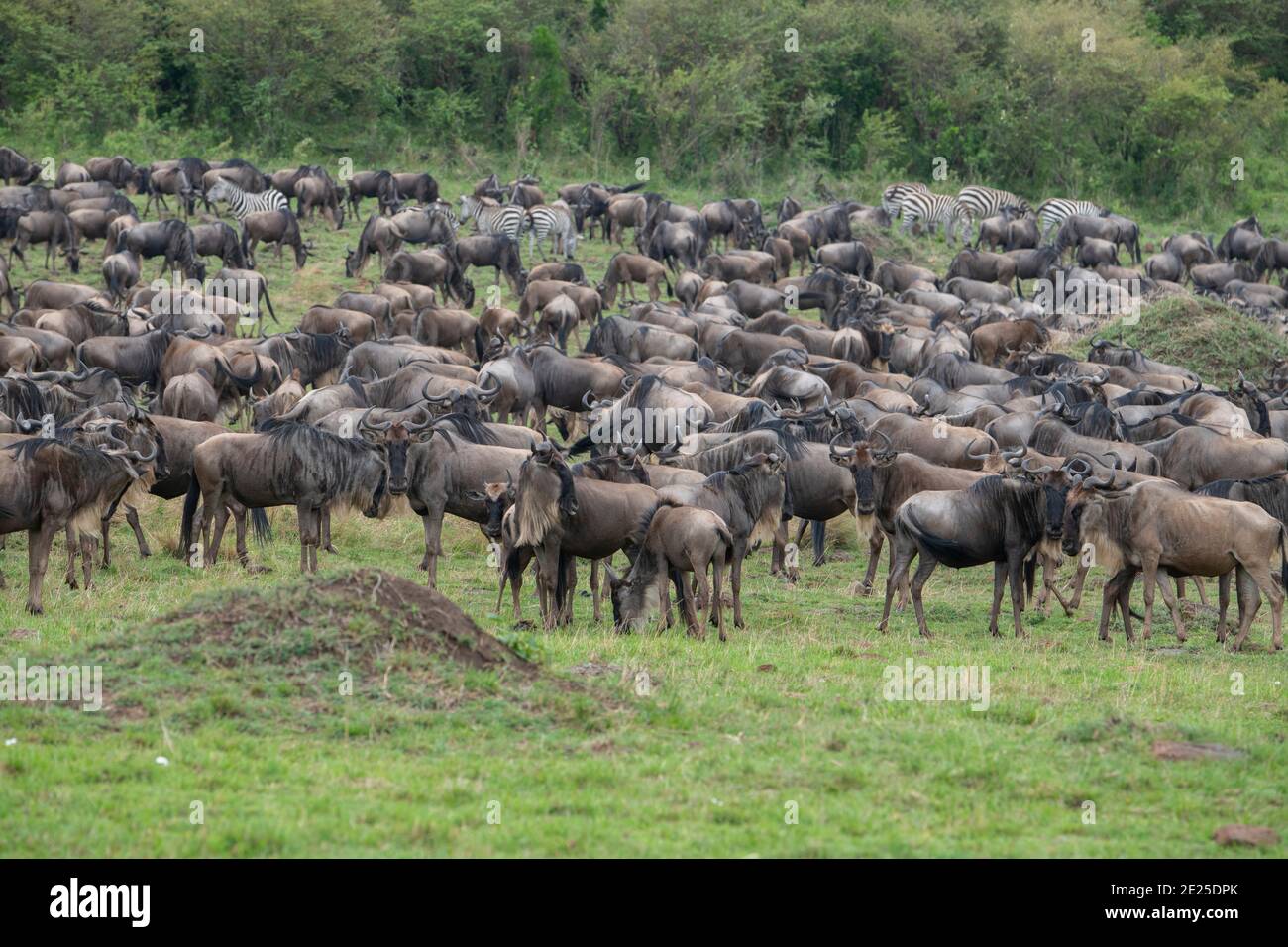 Africa, Tanzania, Serengeti Plains. wildebeest (SELVATICA: Connochaetes taurinus albojubatus) in tipico habitat di prateria. Foto Stock