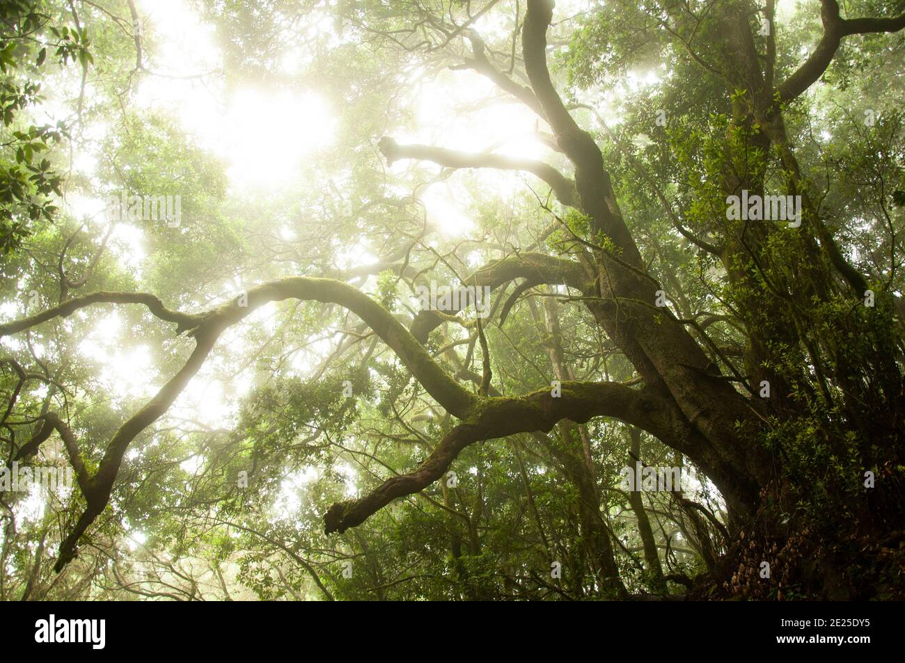 il sole splende attraverso i rami degli alberi di alloro nella nebbiosa foresta pluviale del parco nazionale di la gomera. Foto di alta qualità Foto Stock