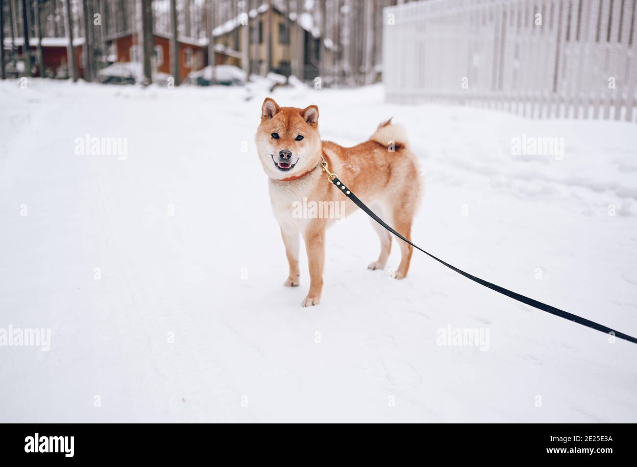 Ritratto di un cane rosso shiba inu con guinzaglio nero in inverno su neve bianca sullo sfondo del paese case Foto Stock