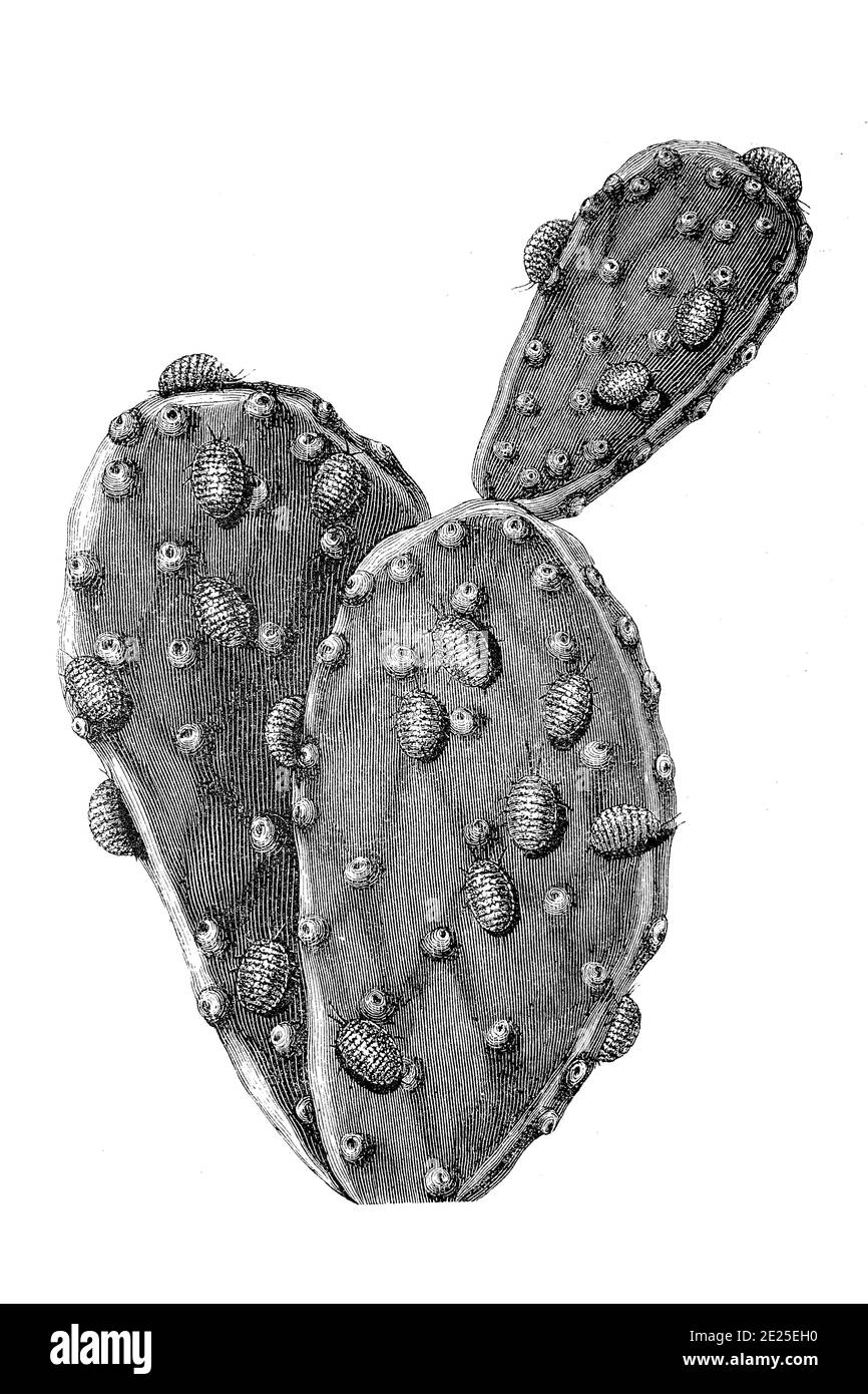 Cocciniglia, Dactylopius coccus, su cactus / Cochenilleschillaus, Cochenillelaus oder Cochenille, Dactylopius coccus, Insektenart, an Opuntia Kaktus, 1880, Historisch, riproduzione storica, digitale migliorata di un originale del 19 ° secolo / digitale Reprodukaus eworindem aliner 19. Jahrhundert, Foto Stock