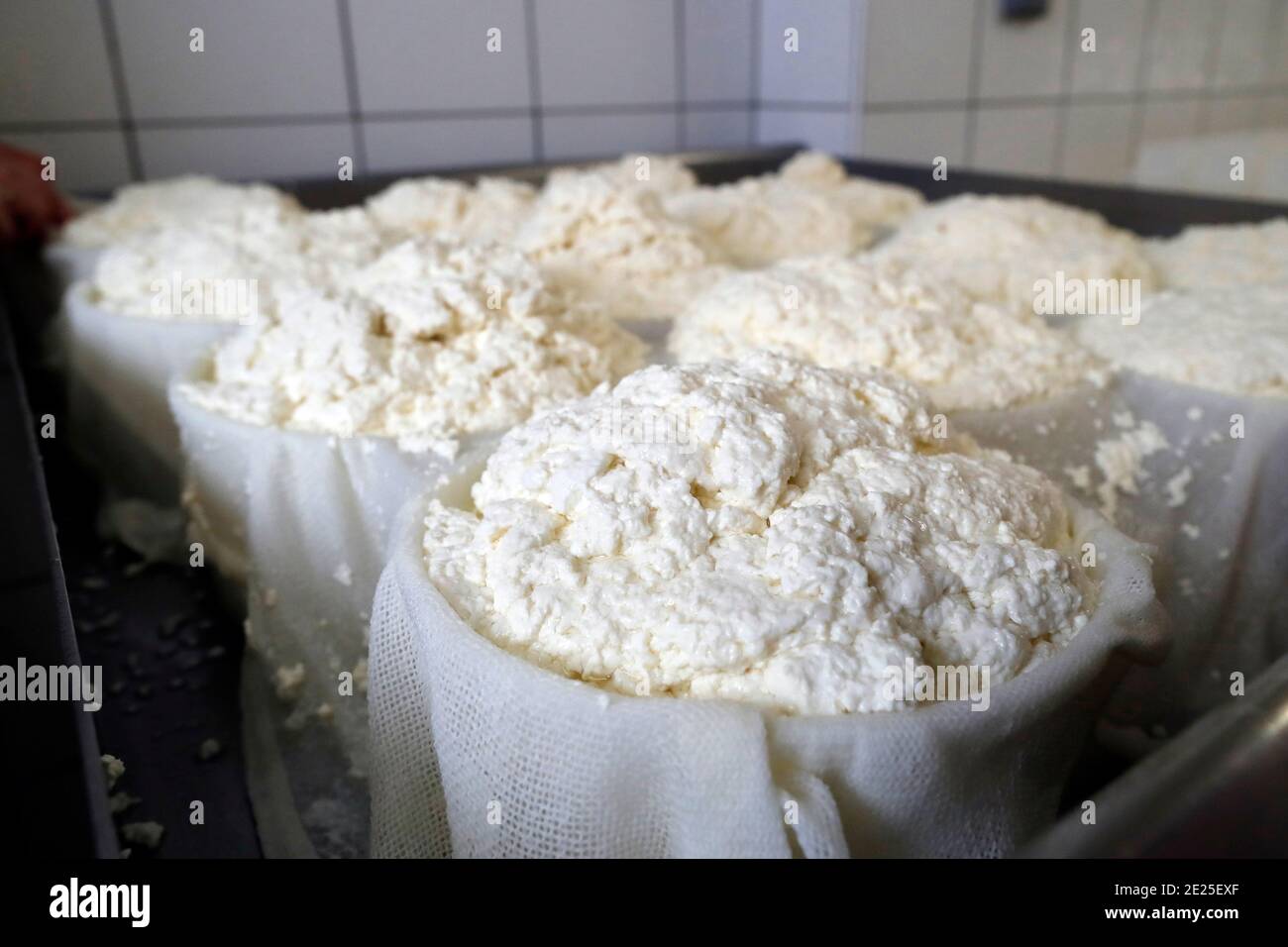 Caseificio tradizionale. Tomé, formaggio francese di Savoia prodotto dal latte di Cow. Francia. Foto Stock