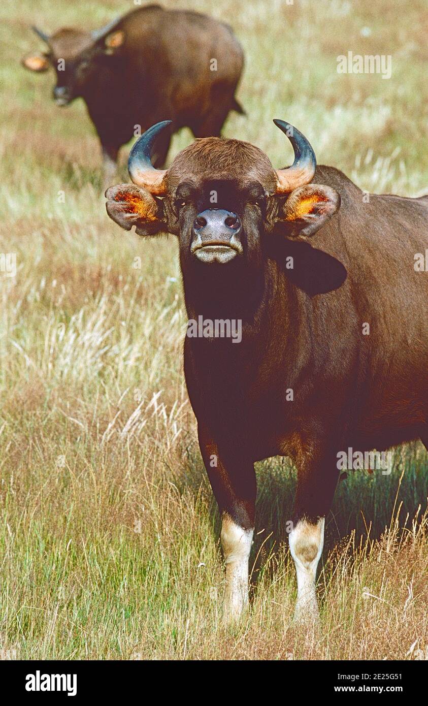 Gaur femmina, (Bos gaurus,) con vitello giovanile, dal Sud e Sud-Est asiatico. Classificato come vulnerabile. Foto Stock