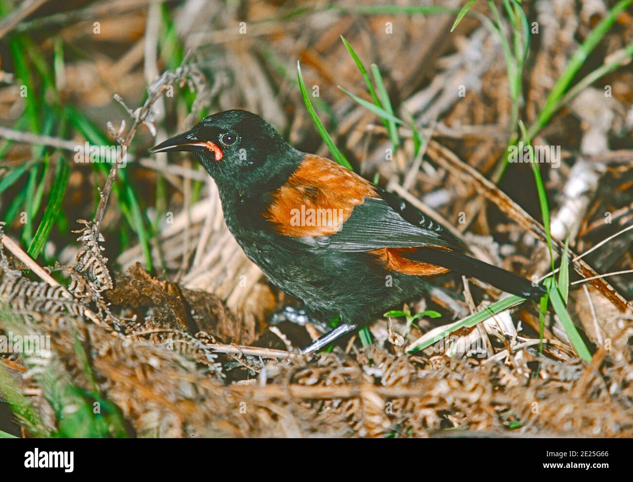 Saddleback , corsa dell'Isola del Nord, (Philesturnus carunculatus rufusater.) Isola di Tiritiri Matangi , Golfo di Hauraki , Nuova Zelanda Isola del Nord. Foto Stock