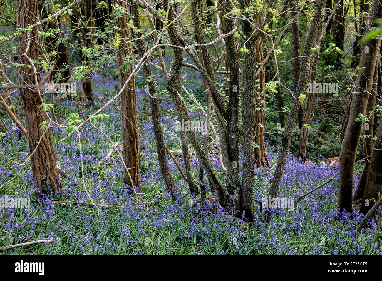 Fiori di foresta a Eure, Francia Foto Stock