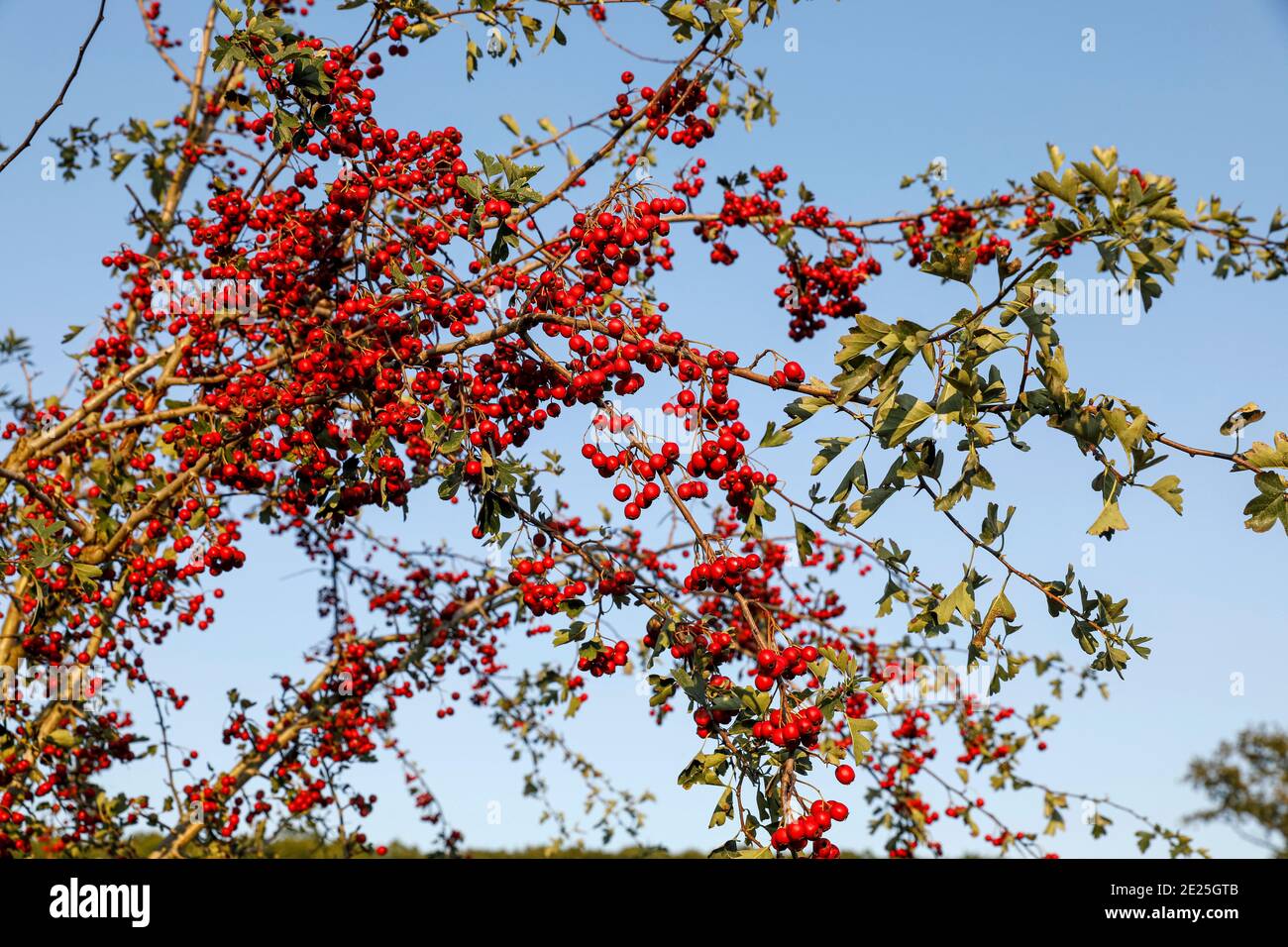 Bacche selvatiche su un albero a Eure, Francia Foto Stock