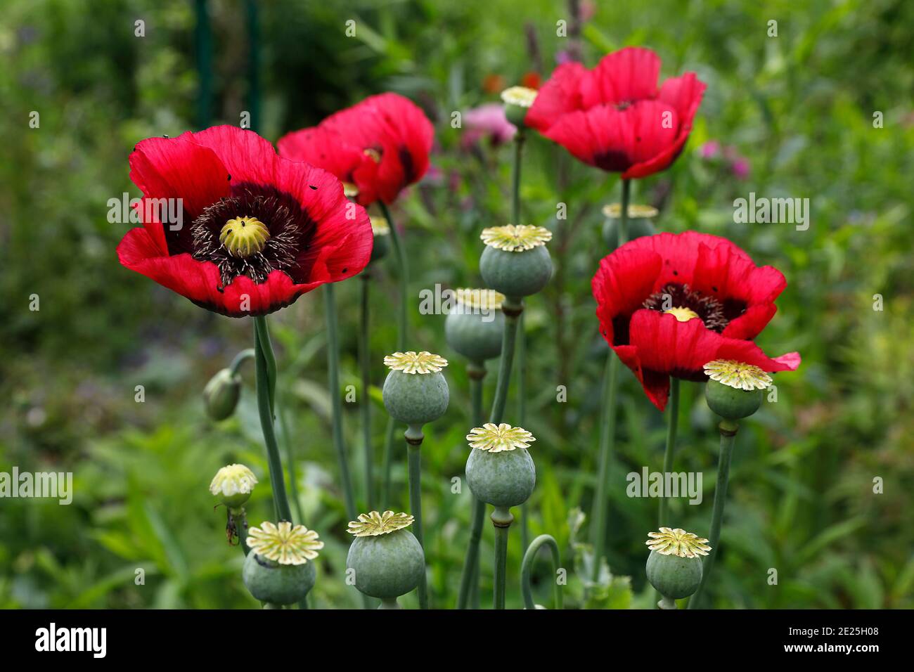 Fiori nel giardino di Claude Monet a Giverny, Francia. Foto Stock